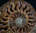 Split Ammonite Half - Deep Crystal Pockets #7571-1